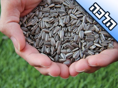 האם צריך לשים הקליפות של הפיצוחים בשבת בתוך כלי שיש בו למשל גרעין שלם? האם צריך לשים הקליפות של הפיצוחים בשבת בתוך כלי שיש בו למשל גרעין שלם?