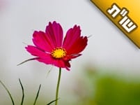 למרות שנפגשנו עם יועץ נישואין, המצב בבית לא השתנה. מה יכול לעזור לנו לשפר את המצב? למרות שנפגשנו עם יועץ נישואין, המצב בבית לא השתנה. מה יכול לעזור לנו לשפר את המצב?