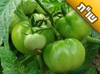 בני הגיע לגיל שידוכים לפני כמה שנים, אך אני מרגיש שעדיין הוא לא בשל להתחתן בני הגיע לגיל שידוכים לפני כמה שנים, אך אני מרגיש שעדיין הוא לא בשל להתחתן