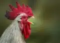 מה העצה לקום מוקדם? מה העצה לקום מוקדם?