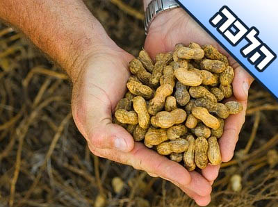 האם מותר לאכול פרי שנקטף בשבת ע"י יהודי?