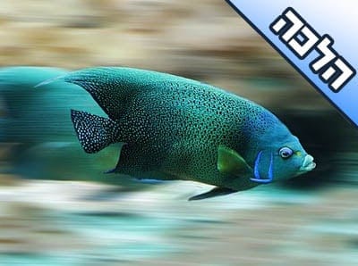 האם מותר לגדל בבית דגים טורפים מסוגי טקסס, תוכי, חתול וכד'?