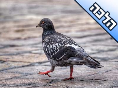 האם מותר לאכול יונים?