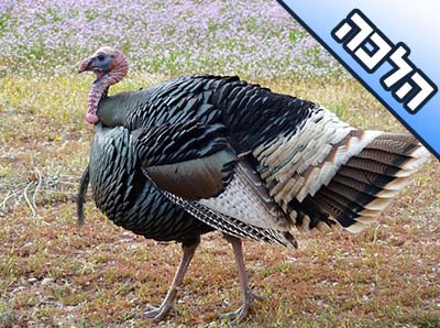 שמעתי שיש בעיה לאכול תרנגול הודו האם זה נכון?