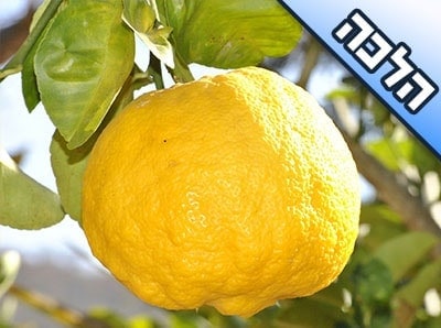 יש לי עץ לימון, איך נוהגים בפירות לאחר שנת שמיטה?