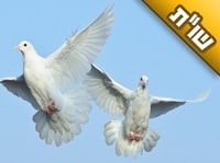 אשתי כעסנית בצורה בלתי רגילה ואני סובל ממנה הרבה, לכן אני רוצה להתגרש