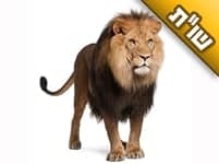 בכל פעם שאני צריכה להתעורר קשה לי להתגבר ולקום. איך אני יכולה להשתפר?