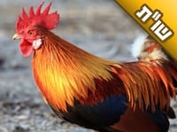 רבנו אמר: "אם כבר שוחט ומלמד – שיהיו מאנשי". מה כוונת הדברים?