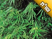 בעלי נופל לסמים שוב ושוב, ואני שבורה ורצוצה ומיואשת לגמרי