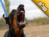 מדוע כל הזמן מכפישים את חסידי ברסלב בכלל ואתכם בפרט?