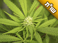 בעלי מעשן חשיש ולא מוכן להפסיק. מה אני יכולה לעשות?