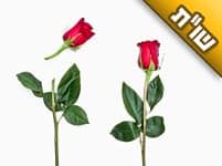 הייתי בקשר רציני עם בחור, אבל החברים שלו גרמו לכך שניפרד. מה עושים?