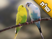 אחרי קשר בן שבע שנים שנגמר הכרתי בחור חדש שנראה רציני. האם הוא זיווג טוב בשבילי?
