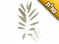 מה הסגולה בנשיאת ערבות חבוטות ובשתיית המים שבהם בושלו?