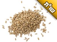 האם זה נכון שאכילת שעורים גורמת לשכחה?