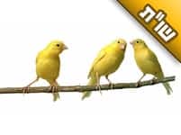 אני נשוי, אך חושב כל הזמן על אשתו של החבר שלי. מה עושים?