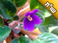 האם השם סיגל הוא שם טוב לבת? ומה פירושו?