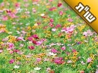 איך זה שהרבה צדיקים וצדקניות נקראו בשמות שאינם מהתורה