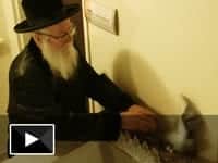 נדיר: מוהרא"ש מקיים את מצוות 'שילוח הקן'