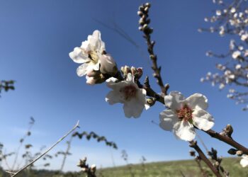 ווארט לפרשת קורח – מדוע הוציא מקלו של אהרון דווקא "שקדים"? ועניין קריאת הילדים על שם הצדיק