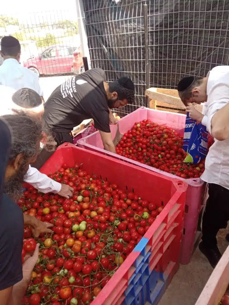 חלוקת חסד אדירה לכבוד חג הסוכות 1
